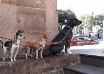 Transforman CACF por Unidad de Bienestar Animal