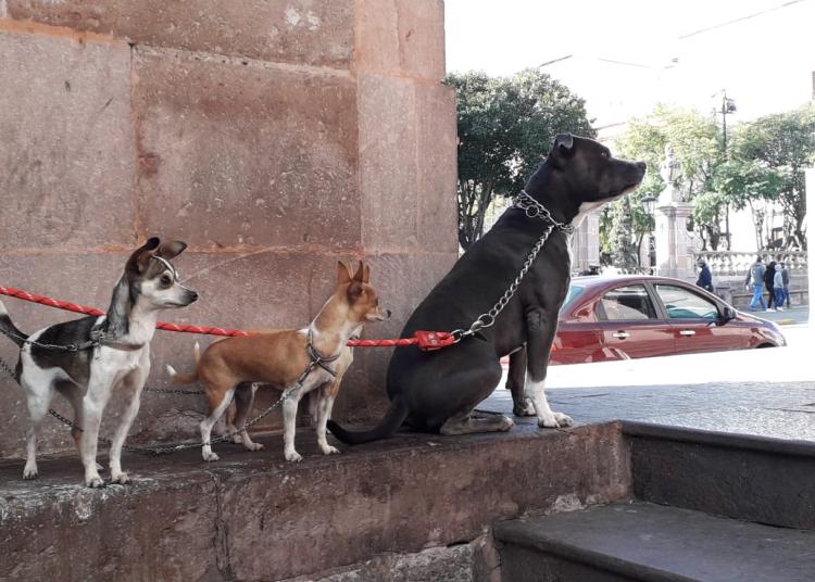 Transforman CACF por Unidad de Bienestar Animal