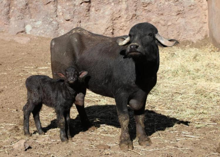 Tiene La Encantada nuevo huesped