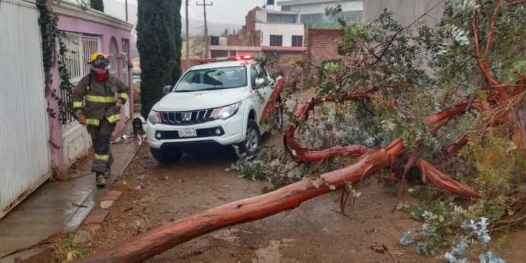 Fuertes vientos provocan caída de árboles y espectaculares: FOTOS