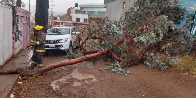 Fuertes vientos provocan caída de árboles y espectaculares: FOTOS