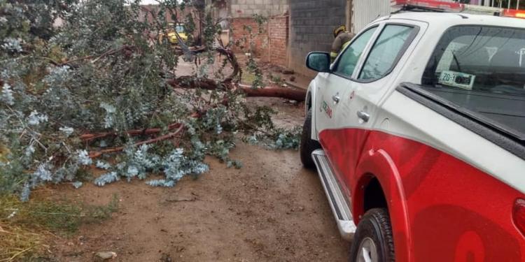 Fuertes vientos provocan caída de árboles y espectaculares: FOTOS