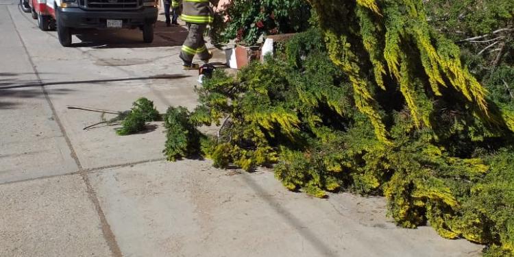 Fuertes vientos provocan caída de árboles y espectaculares: FOTOS