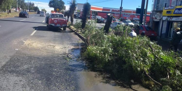 Fuertes vientos provocan caída de árboles y espectaculares: FOTOS