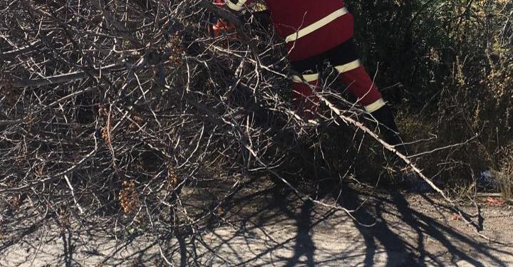 Fuertes vientos provocan caída de árboles y espectaculares: FOTOS