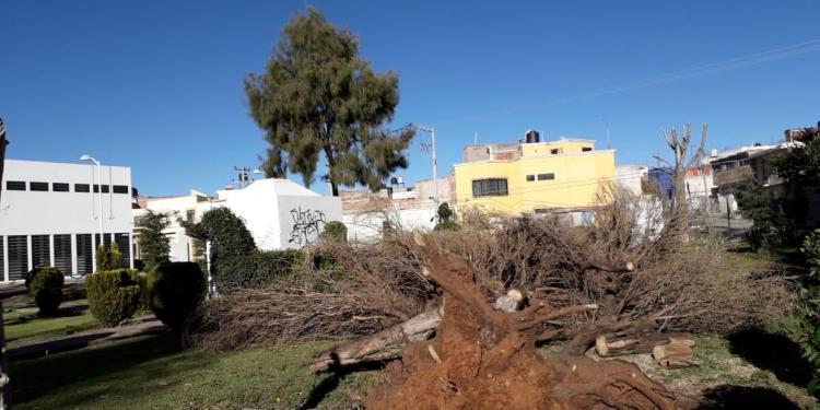Fuertes vientos provocan caída de árboles y espectaculares: FOTOS
