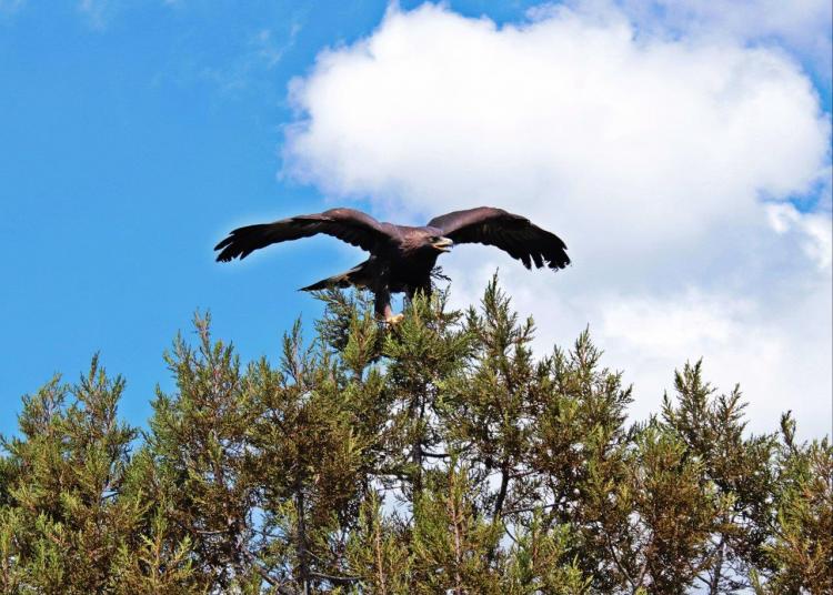 Buscan declarar zona de Monte Escobedo área natural protegida