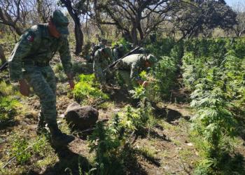 Quema ejército mexicano plantíos de marihuana