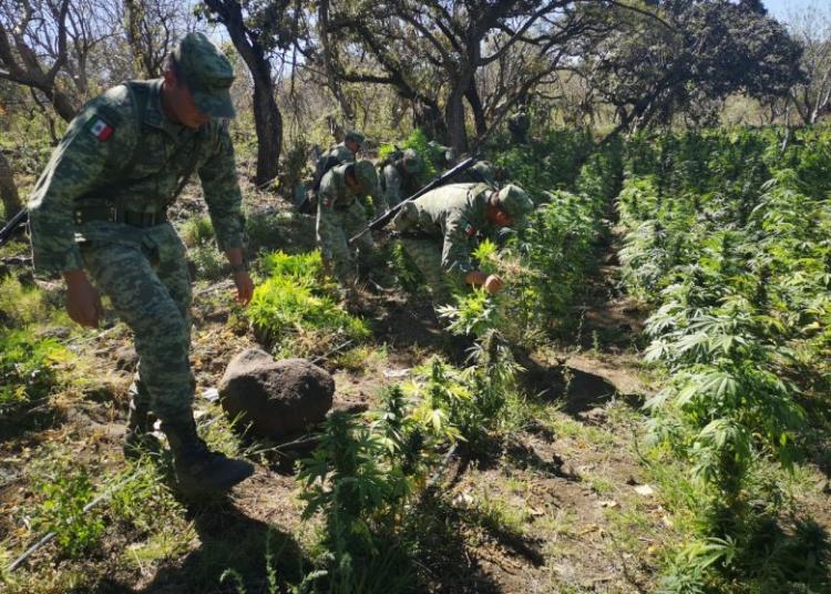 Quema ejército mexicano plantíos de marihuana
