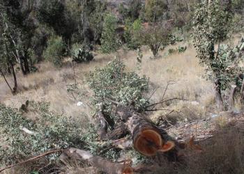 Plantarán 50 árboles en fraccionamiento Bosques la Encantada