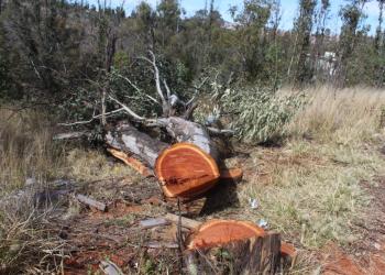 Denuncian colonos tala de árboles en zona protegida