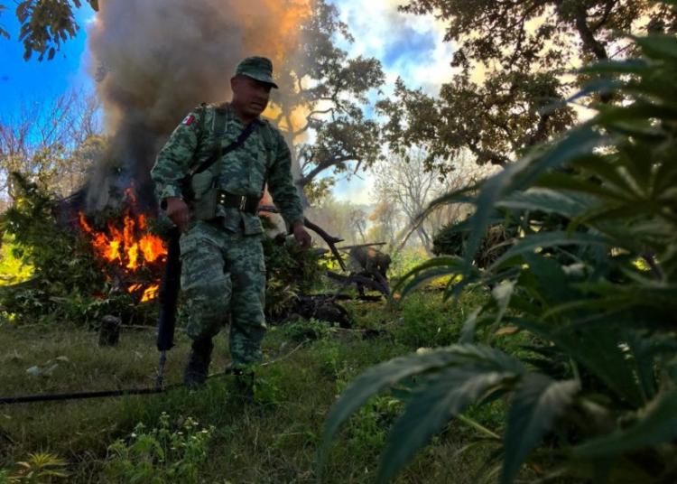 Quema ejército mexicano plantíos de marihuana