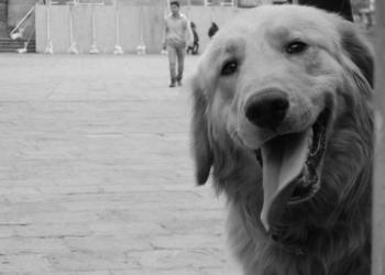 Perrito FOTO LANDY VALLE