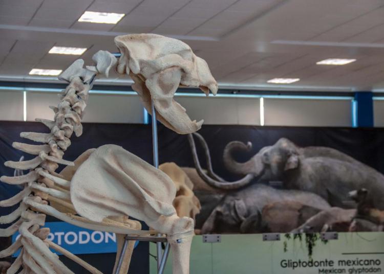 Exhibición interactiva “Megabestias del Pasado” estará dos semanas más