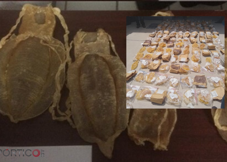 Incinera FGR piezas de pez Totoaba, provenientes del mercado negro