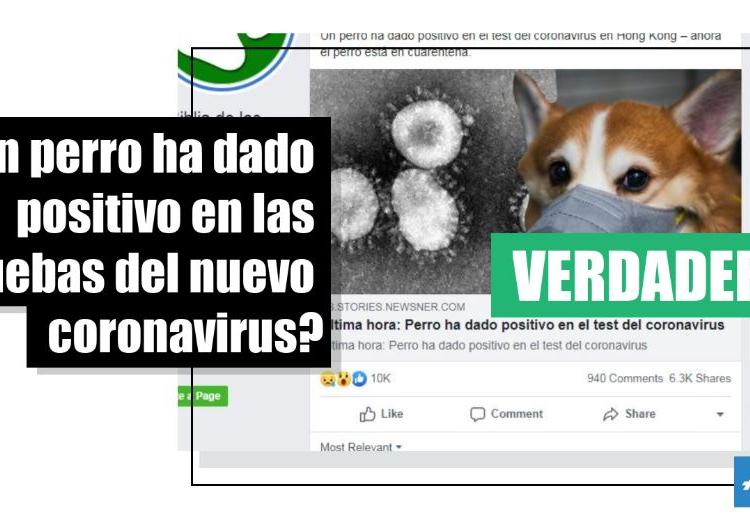 Lo que sabemos del perro que dio positivo al nuevo coronavirus