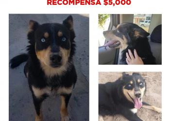 Ayuda a Oso a regresar a casa