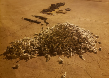 Aseguran 2 mil dosis de marihuana en Chalchihuites