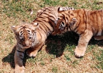 Nacen 14 crías en los últimos tres meses en Parque la Encantada