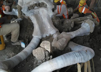 Encuentran restos de 60 mamuts en nuevo Aeropuerto de Santa Lucía