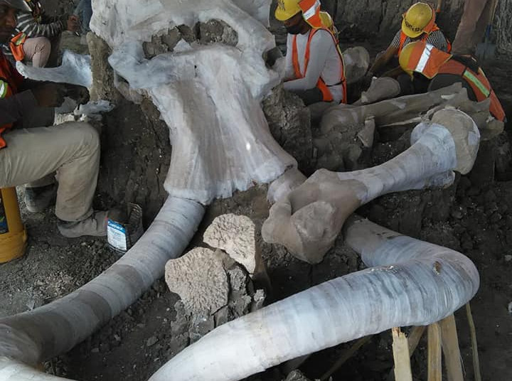 Encuentran restos de 60 mamuts en nuevo Aeropuerto de Santa Lucía