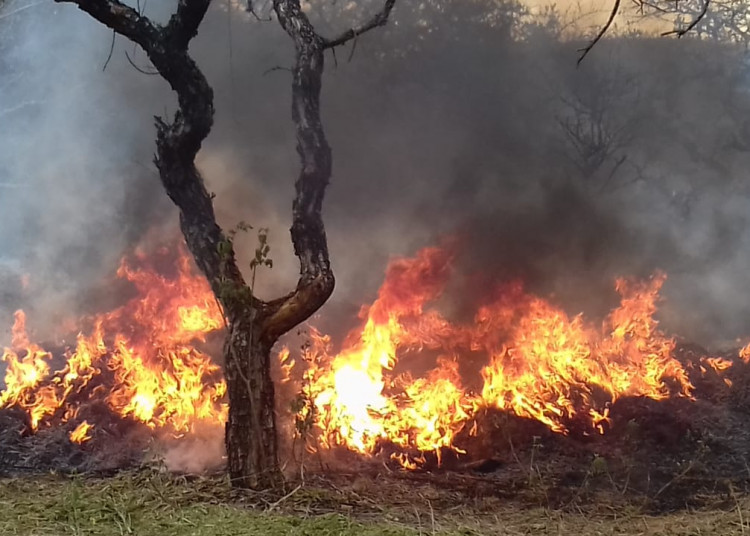 Localizan y destruyen más de una tonelada de marihuana en límites de Zacatecas