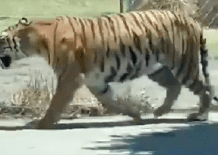 VIDEO: Captan a tigre en calles de Tlaquepaque, Jalisco