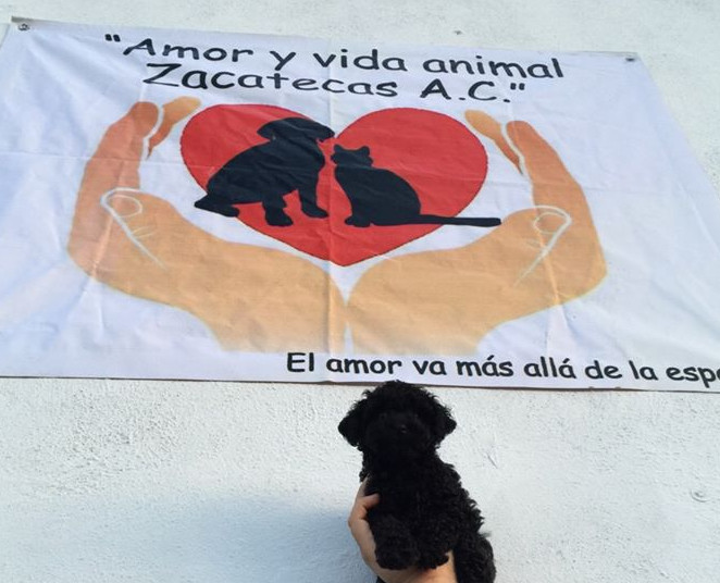 Aumenta 45% el maltrato animal durante la emergencia sanitaria