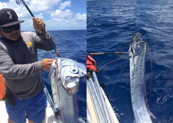 Pez remo aparece en Cozumel; habitantes dicen que augura desgracias