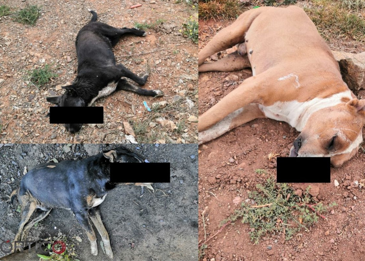 Envenenan a más de 40 perros y gatos en dos colonias de Zacatecas