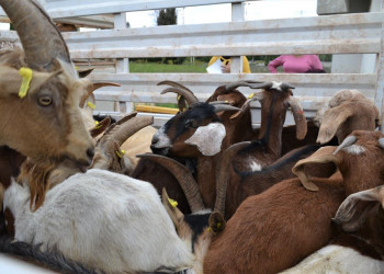 Zacatecas, primer lugar en producción de cabrito