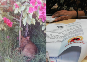 Vecinos de la colonia STUAZ en Guadalupe denuncian maltrato animal