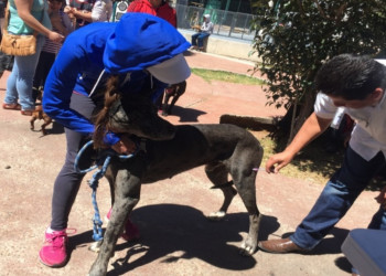 Campaña de Vacunación Antirrábica será en septiembre