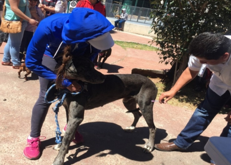 Campaña de Vacunación Antirrábica será en septiembre