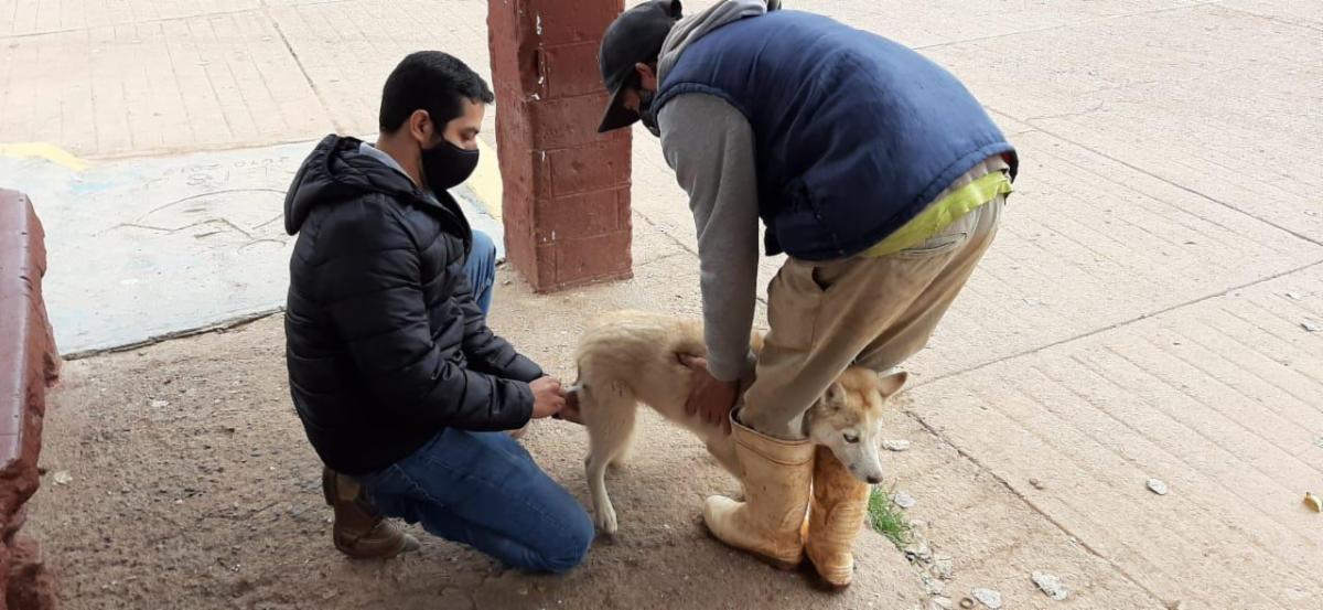 Del 20 al 26 de septiembre, Jornada Nacional Antirrábica Canina y Felina