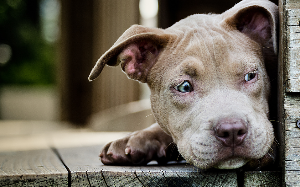 Mutilaciones de animales por cuestiones estéticas ya es considerado maltrato en Zacatecas