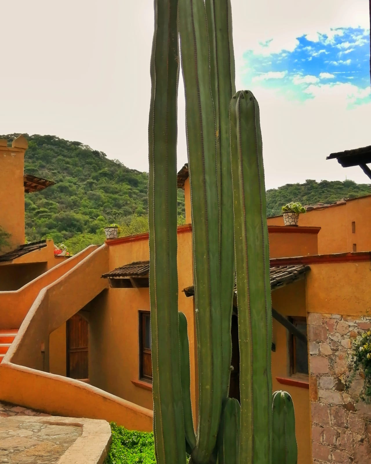 Cactus en los jardines del Hostal Medieval 