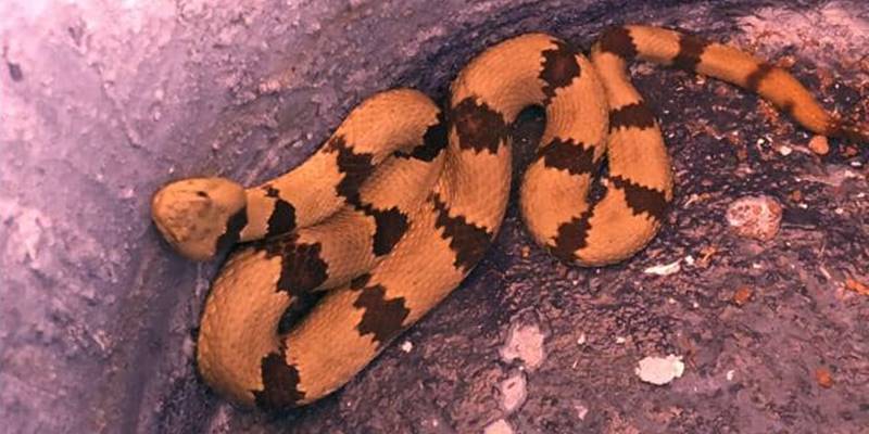 Hallan víbora de cascabel en estacionamiento de la FECA UAZ