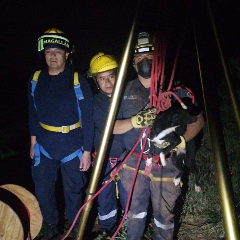 Salvan a perrito que cayó a un pozo