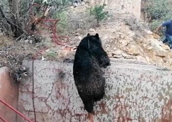 Rescatan a osa salvaje que cayó a una pileta en Mazapil