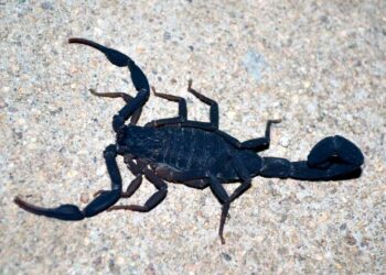 Alerta por picaduras de alacrán en algunas zonas de Zacatecas