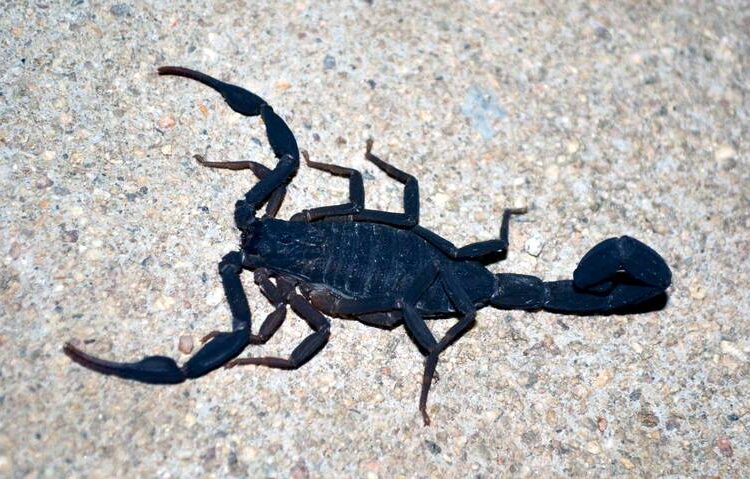 Alerta por picaduras de alacrán en algunas zonas de Zacatecas