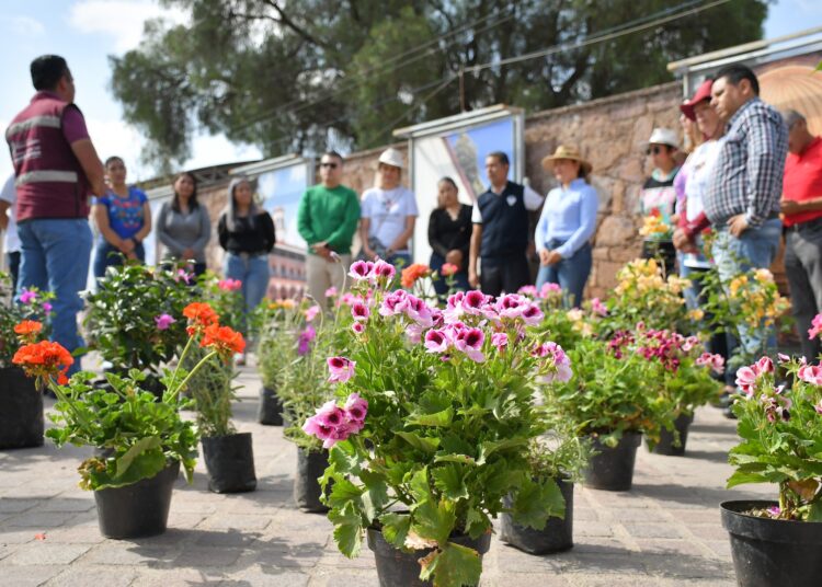 Siembran geranios, lavandas y bugambilias, en Alameda de Guadalupe
