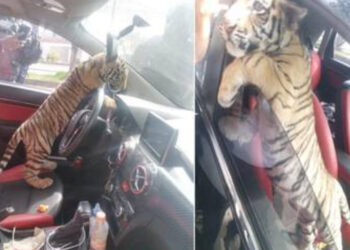 Joven paseaba un tigre de bengala cachorro en su vehículo y es detenido