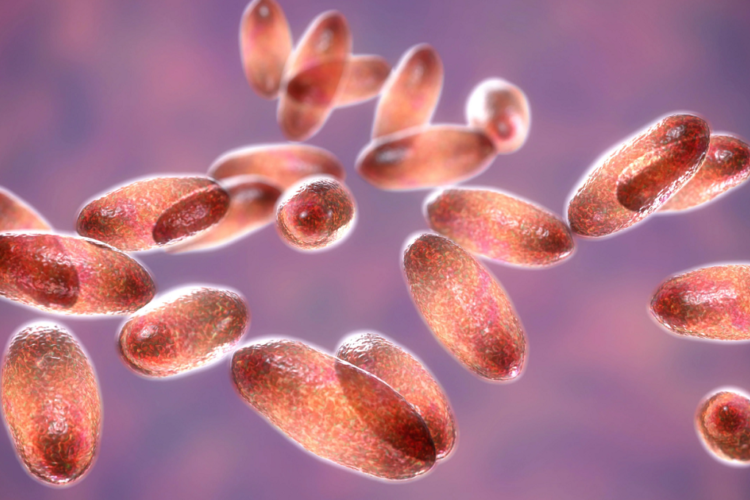 Detectan primer caso de peste bubónica en humano desde 2015 en Oregón, EU