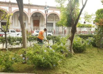 Las lluvias obligan a la poda de parques, jardines y áreas verdes en Jerez,