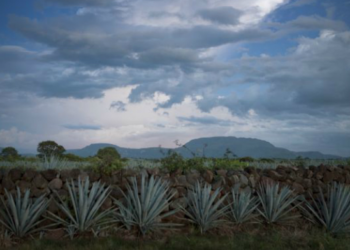 Día del Tequila: ¿Por qué se celebra este 24 de julio?