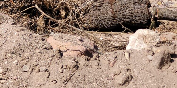 Ecocidio en Pinos, ante el silencio de Profepa, Conagua y Semarnat