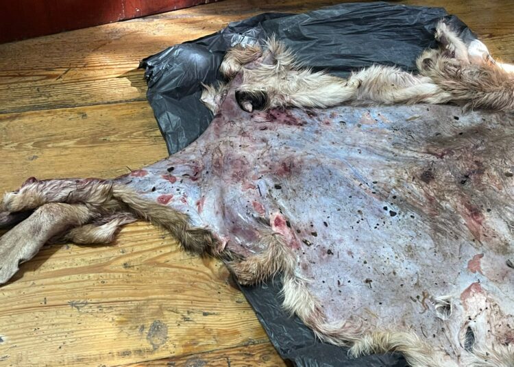 Oso negro devora animales de pastoreo en Mazapil; la población está en riesgo, dicen académicos
