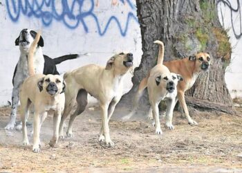 Ataca jauría a ganado y personas en la zona del basurero de Sombrerete